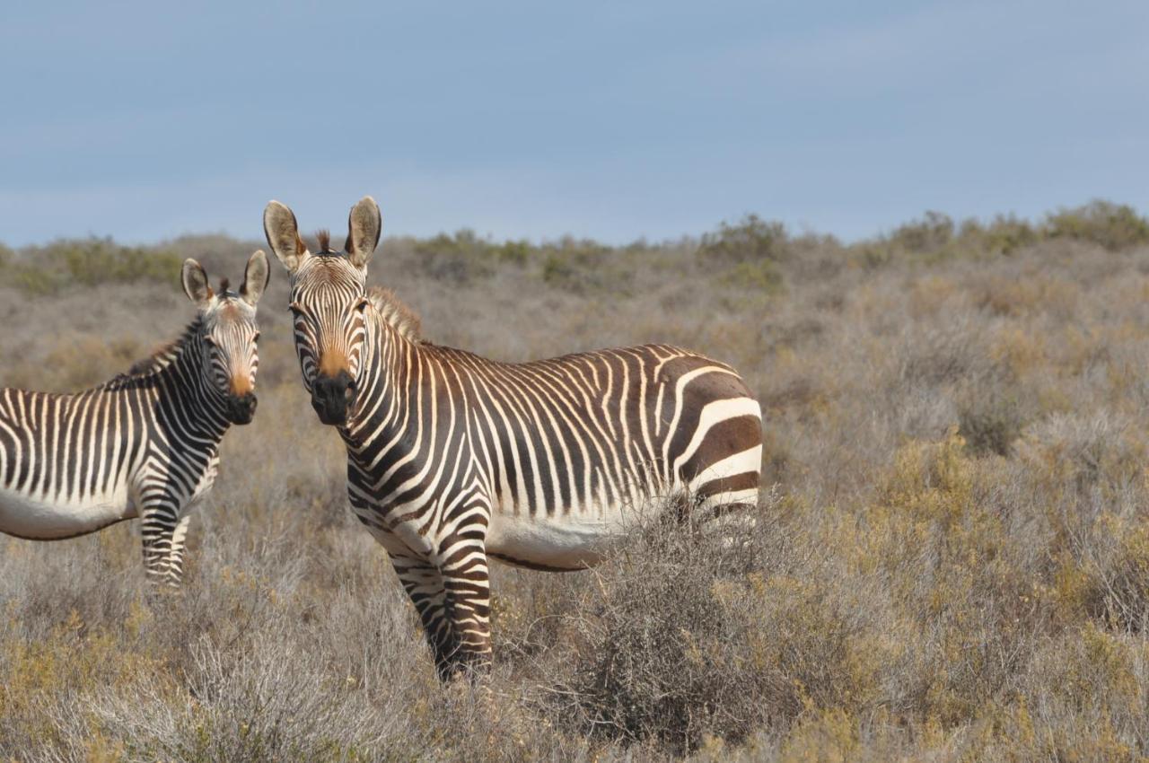 Sanbona Wildlife Reserve Villa Barrydale Ngoại thất bức ảnh