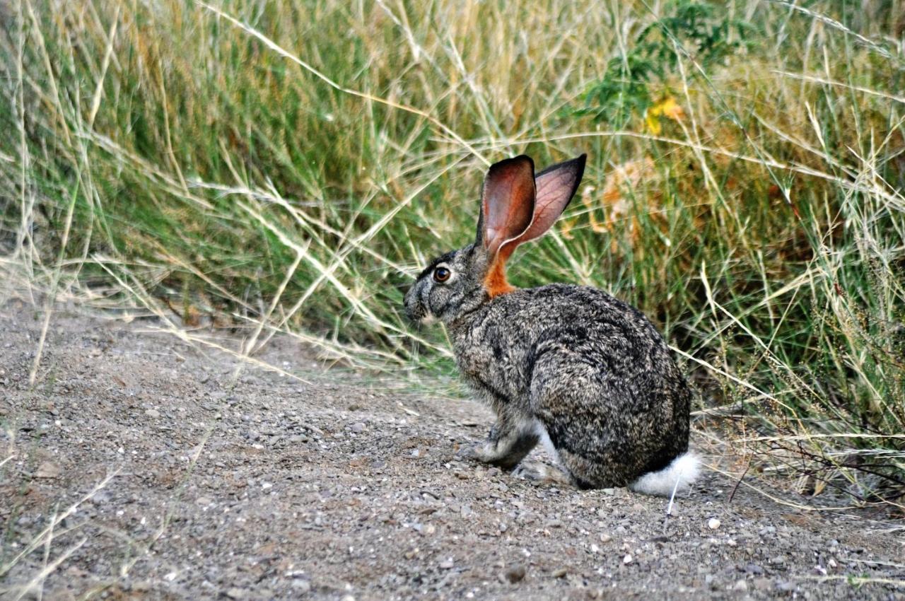 Sanbona Wildlife Reserve Villa Barrydale Ngoại thất bức ảnh