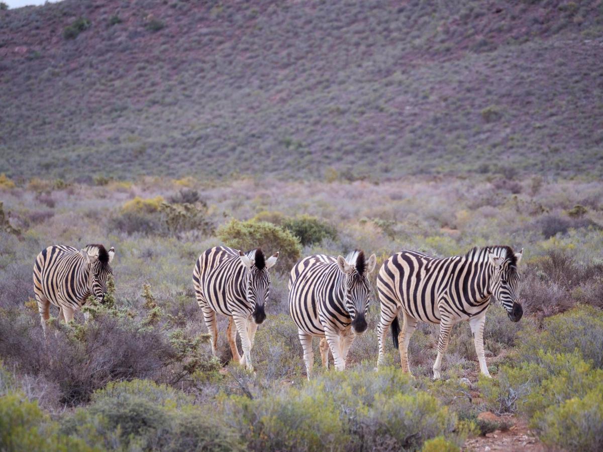 Sanbona Wildlife Reserve Villa Barrydale Ngoại thất bức ảnh