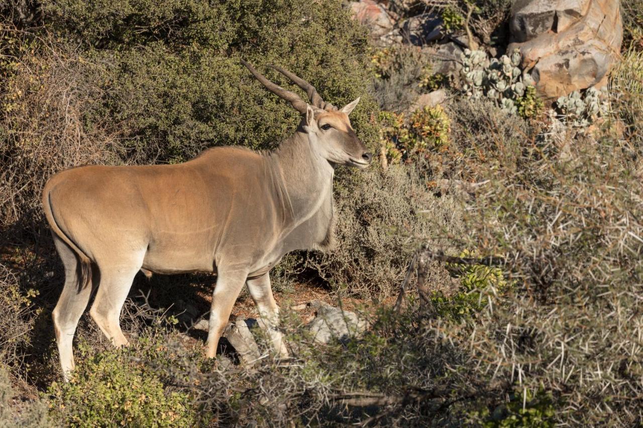 Sanbona Wildlife Reserve Villa Barrydale Ngoại thất bức ảnh