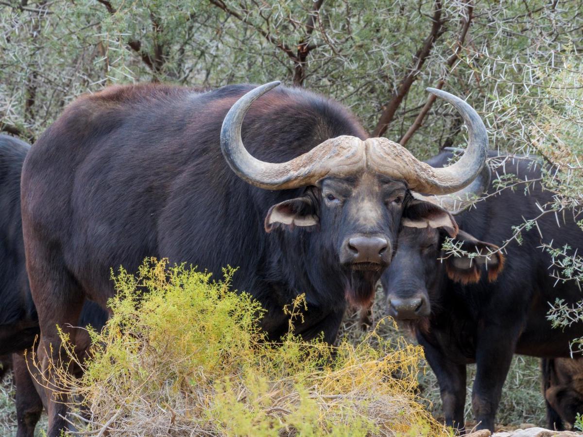 Sanbona Wildlife Reserve Villa Barrydale Ngoại thất bức ảnh