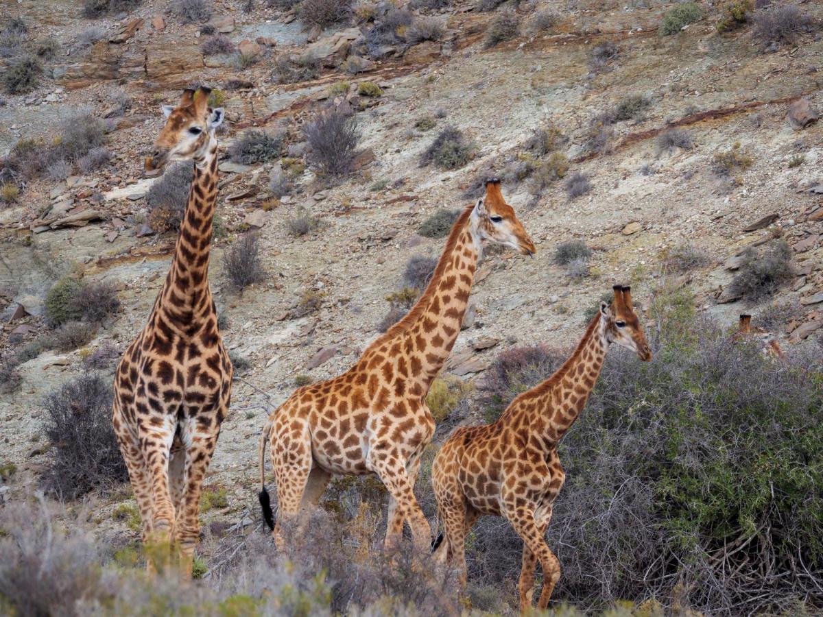 Sanbona Wildlife Reserve Villa Barrydale Ngoại thất bức ảnh