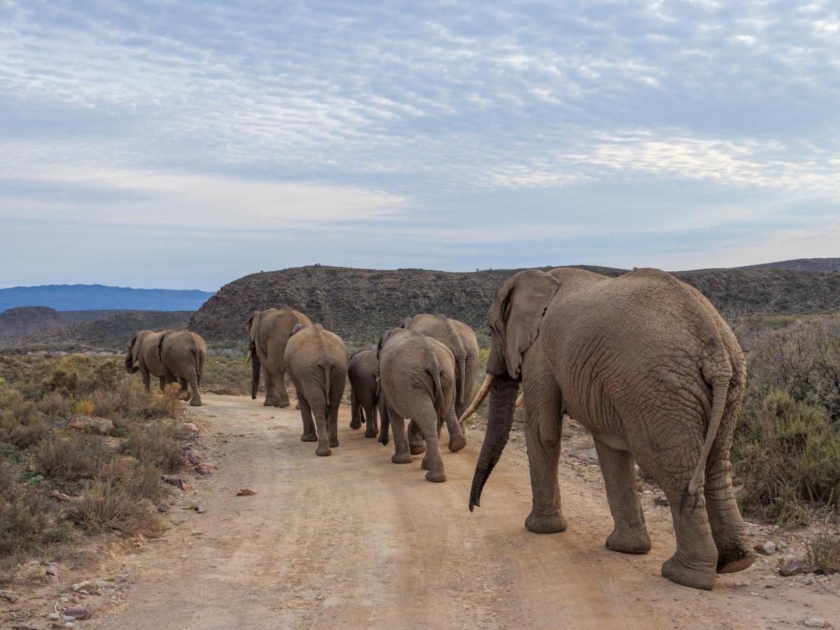 Sanbona Wildlife Reserve Villa Barrydale Ngoại thất bức ảnh